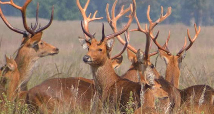 Kanha National Park