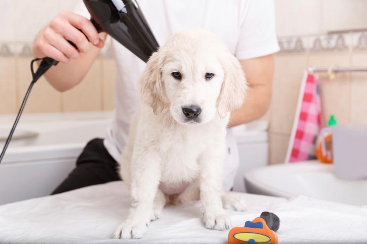 https://writeupcafe.com/top-tips-for-how-to-look-after-your-dogs-at-home/