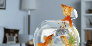 Giải Mã Giấc Mơ Thấy Cá Vàng: Điềm Báo Tốt Hay Xấu & Con Số Nào Giúp Bạn Phát Tài?