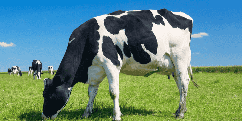 Đánh giá giấc mơ đa góc độ khác nhau