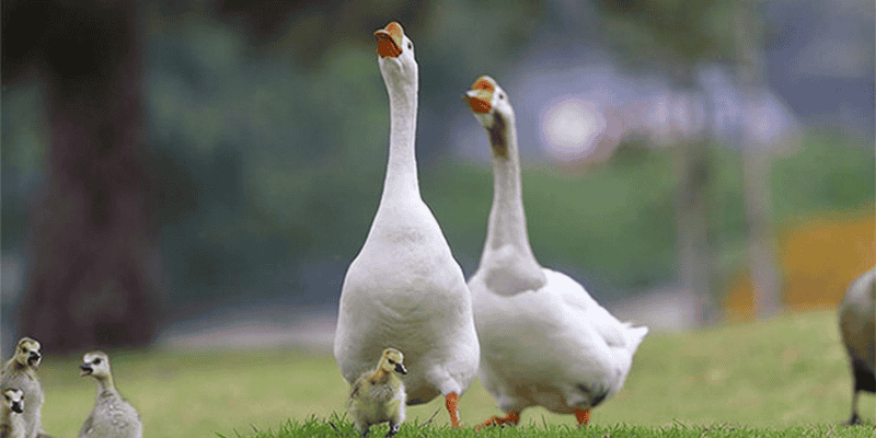 Ý nghĩa tốt xấu khi nằm mơ thấy ngỗng