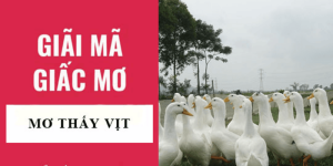 Luận Giải Chiêm Bao Mơ Thấy Vịt: Điềm Báo Hên Hay Xui & Con Số Tài Lộc