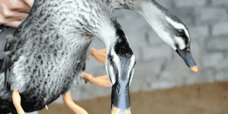 Ý nghĩa những giấc mơ thấy vịt thường gặp nhất